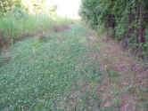 North Pole Clover Lane_1.jpg (157558 bytes)