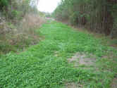 Food PLot 001_1.jpg (122648 bytes)