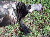29-Apr-08-Turkey-004web.jpg (125561 bytes)