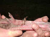 TurkeySpurs.JPG (141718 bytes)