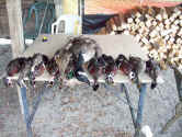 Last Duck Day 1-24-09 002.jpg (176223 bytes)