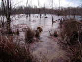 DuckSwamp copy.jpg (162568 bytes)
