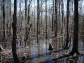 floodedtimber.jpg (116480 bytes)
